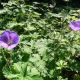 Geranium himalayense 'Gravetye'