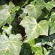 Hedera helix 'Glacier'