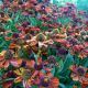 helenium autumnale 'Morheim Beauty'