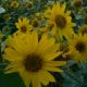 Helianthus decapetalus 'Capenoch Star'