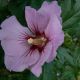 Hibiscus syriacus 'Pink Flirt'