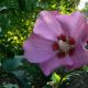 hibiscus syriacus 'Woodbridge'