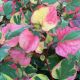 Houttuynia cordata 'Chameleon'