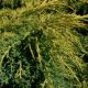 Juniperus pfitzeriana 'Mint Julep'