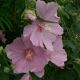 Lavatera 'Rosea'