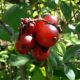 lonicera periclymenum 'Belgica Select'