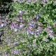 nepeta faassenii 'Walker's Low'