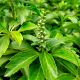 Pachysandra terminalis 'Green Carpet'