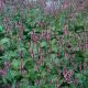persicaria amplexicaulis 'Jo and Guidos Form'