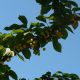 Prunus avium 'Bigarreau Napoleon'
