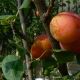 Prunus domestica 'Dubbele Boerenwitte'