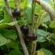Ribes nigrum 'Black Reward'
