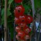 ribes rubrum 'Jonkheer van Tets'