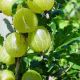 Ribes Uva-crispa 'Hinnonmaki Gul'