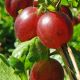 Ribes uva-crispa 'HINNONMAEKI ROED'