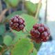 Rubus Fruticosa 'Hull Thornless'