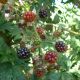 Rubus Fruticosa 'Thornless Evergreen'
