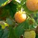 Rubus idaeus 'Fallgold'