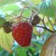 Rubus idaues 'Tulameen'