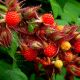 Rubus phoenicolasius