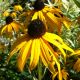 Rudbeckia fulgida 'Little Gold Star'