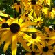 rudbeckia fulgida 'Goldsturm'