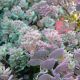 Sedum cauticolum 'Lidakense'