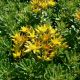 sedum floriferum 'Weihenstepaner Gold'