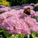 Sedum spectabile 'Brilliant'