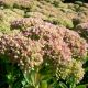 Sedum 'Herbstfreude'