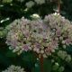 Sedum 'Matrona'