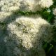 Sedum spectabile 'Star Dust'