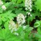 Tiarella cordifolia 'Oakleaf'