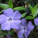 Vinca minor 'Alba'